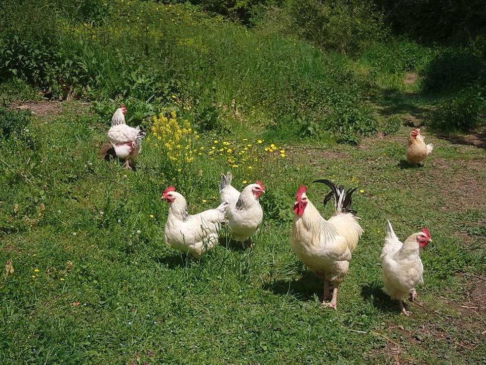 Clan Boucheron Louroux-Bourbonnais Экстерьер фото